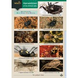 Harvestmen of the British Isles