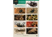 Harvestmen of the British Isles