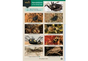 Harvestmen of the British Isles