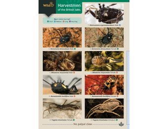 Harvestmen of the British Isles