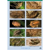 Harvestmen of the British Isles