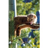 The Hair Scale Identification Guide to Terrestrial Mammalian Carnivores of Canada