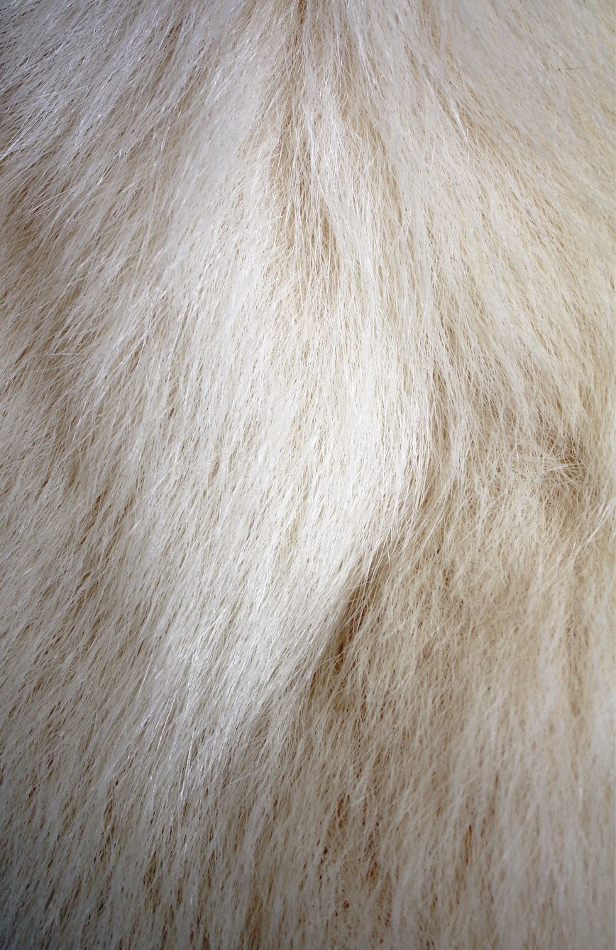 The Hair Scale Identification Guide to Terrestrial Mammalian Carnivores of Canada