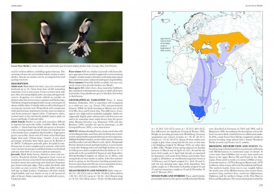 Shrikes of the World