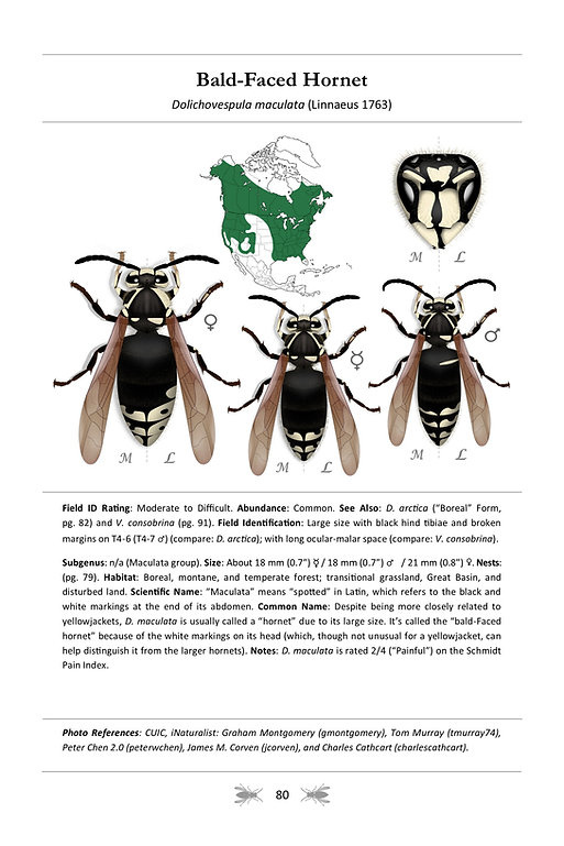 The Social Wasps of North America