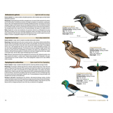 Birds of the Mesozoic - An Illustrated Field Guide