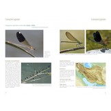 The Damselflies and Dragonflies of Iran - Odonata Persica