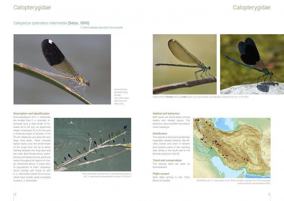The Damselflies and Dragonflies of Iran - Odonata Persica