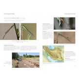 The Damselflies and Dragonflies of Iran - Odonata Persica