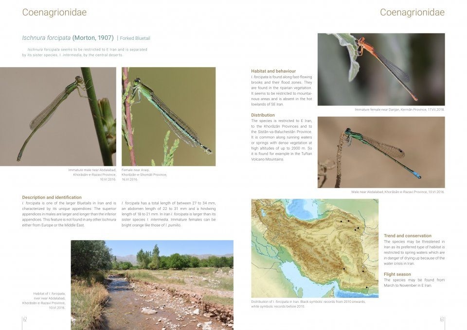 The Damselflies and Dragonflies of Iran - Odonata Persica