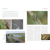 The Damselflies and Dragonflies of Iran - Odonata Persica