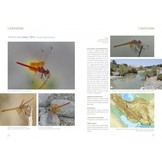 The Damselflies and Dragonflies of Iran - Odonata Persica