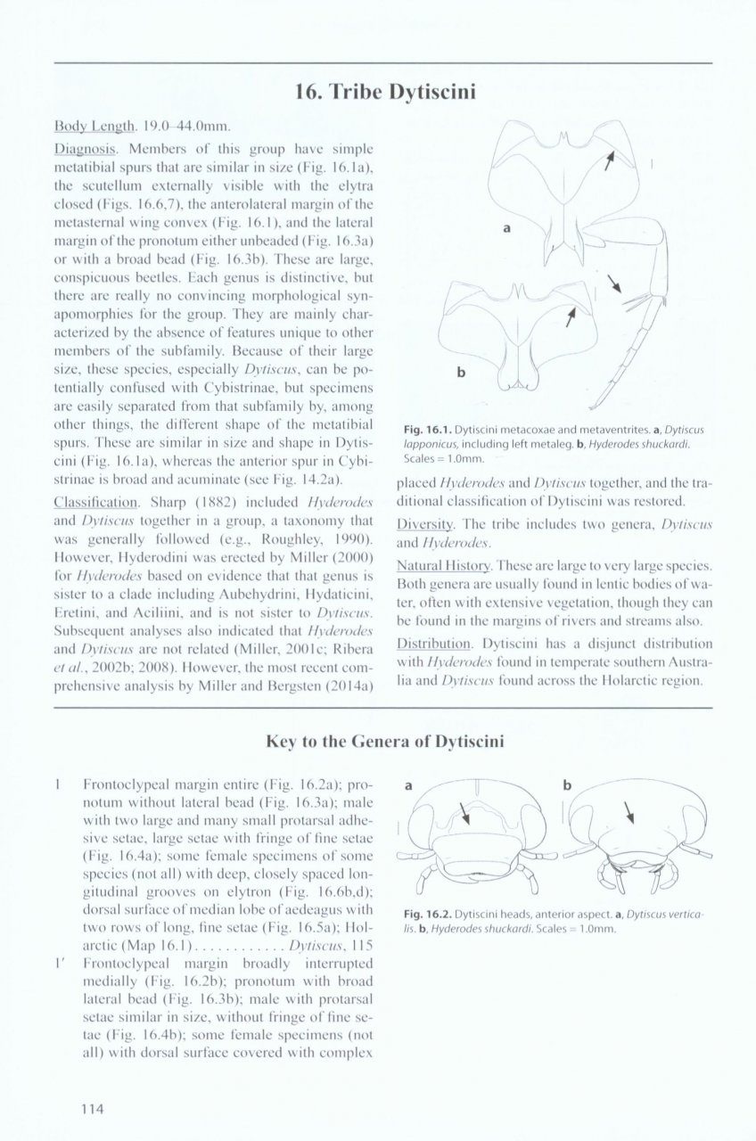 Diving Beetles of the World - Systematics and Biology of the Dytiscidae