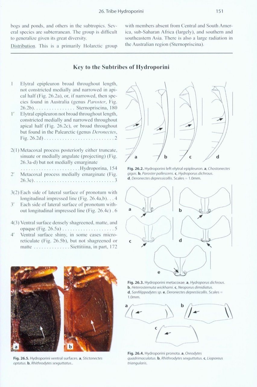 Diving Beetles of the World - Systematics and Biology of the Dytiscidae