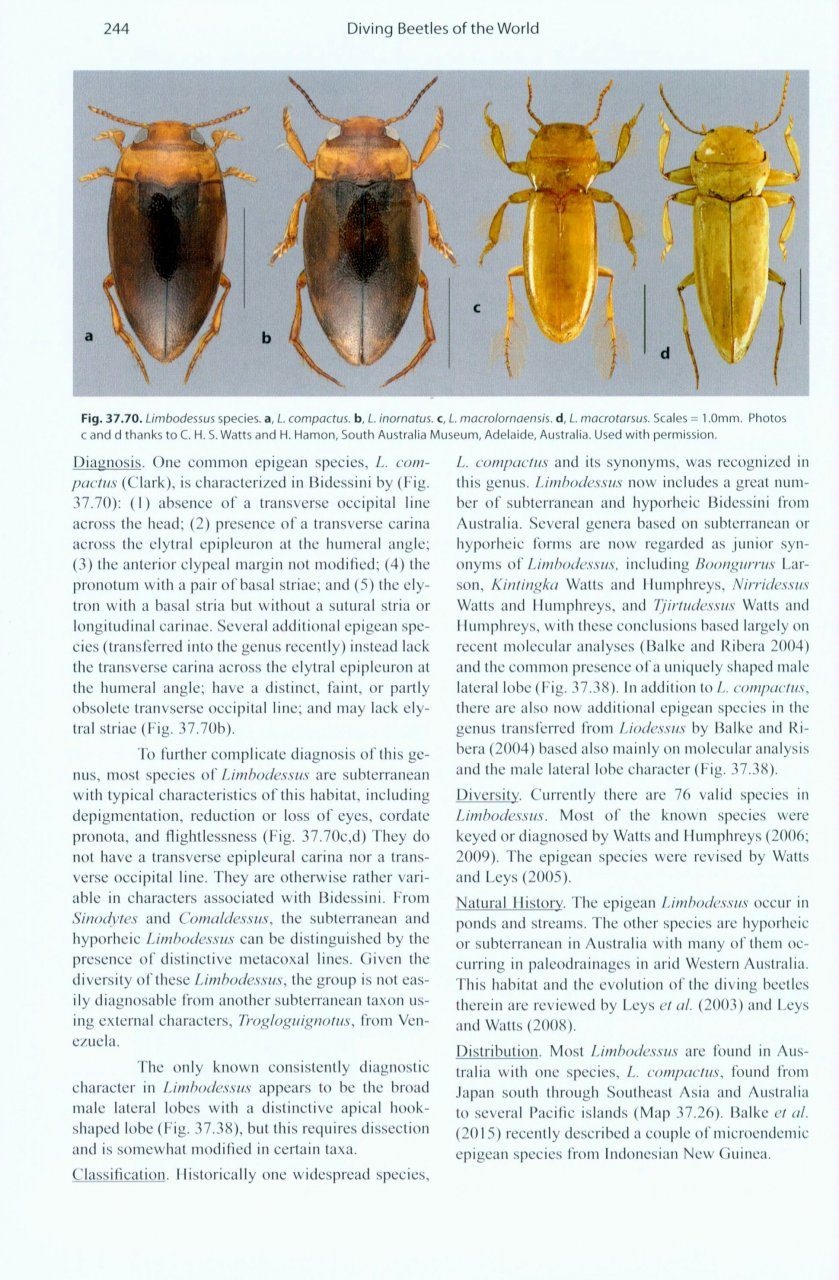 Diving Beetles of the World - Systematics and Biology of the Dytiscidae