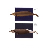 Beaked Whales - A Complete Guide to Their Biology and Conservation