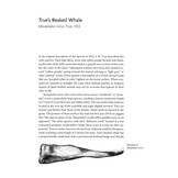 Beaked Whales - A Complete Guide to Their Biology and Conservation