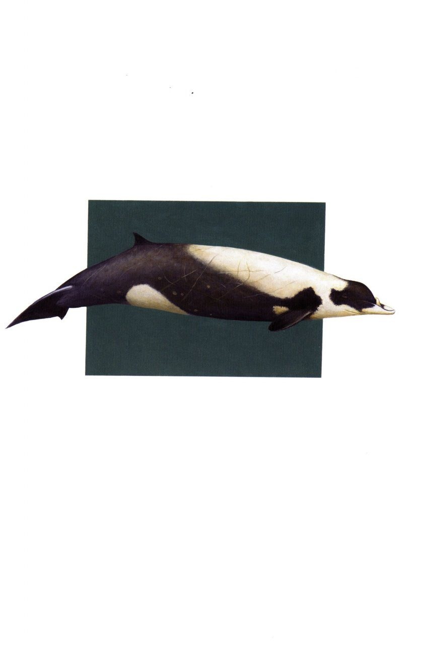 Beaked Whales - A Complete Guide to Their Biology and Conservation