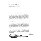 Beaked Whales - A Complete Guide to Their Biology and Conservation