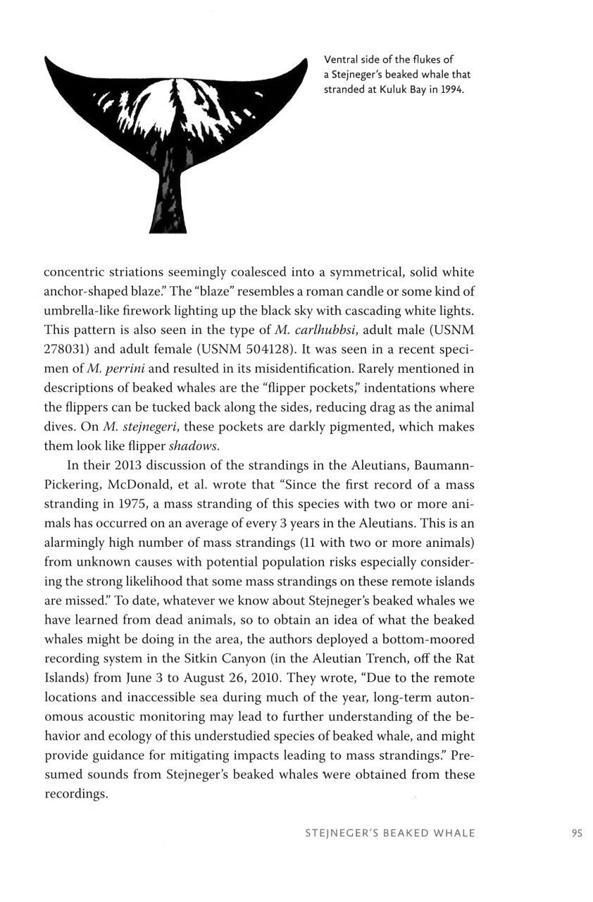 Beaked Whales - A Complete Guide to Their Biology and Conservation