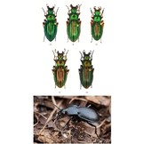 The Genus Carabus in Belgium (Coleoptera: Carabidae)
