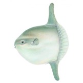 Fishes of the Salish Sea: Puget Sound and the Straits of Georgia and Juan de Fuca (3-Volume Set)