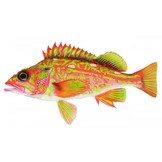 Fishes of the Salish Sea: Puget Sound and the Straits of Georgia and Juan de Fuca (3-Volume Set)