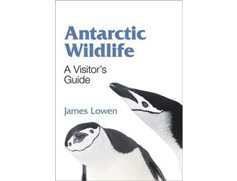 Antarctic Wildlife