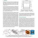 Coastal Phytoplankton - Photo Guide for Northern European Seas