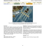 Coastal Phytoplankton - Photo Guide for Northern European Seas