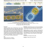 Coastal Phytoplankton - Photo Guide for Northern European Seas