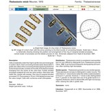 Coastal Phytoplankton - Photo Guide for Northern European Seas