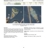 Coastal Phytoplankton - Photo Guide for Northern European Seas