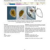 Coastal Phytoplankton - Photo Guide for Northern European Seas