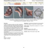 Coastal Phytoplankton - Photo Guide for Northern European Seas