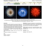 Coastal Phytoplankton - Photo Guide for Northern European Seas