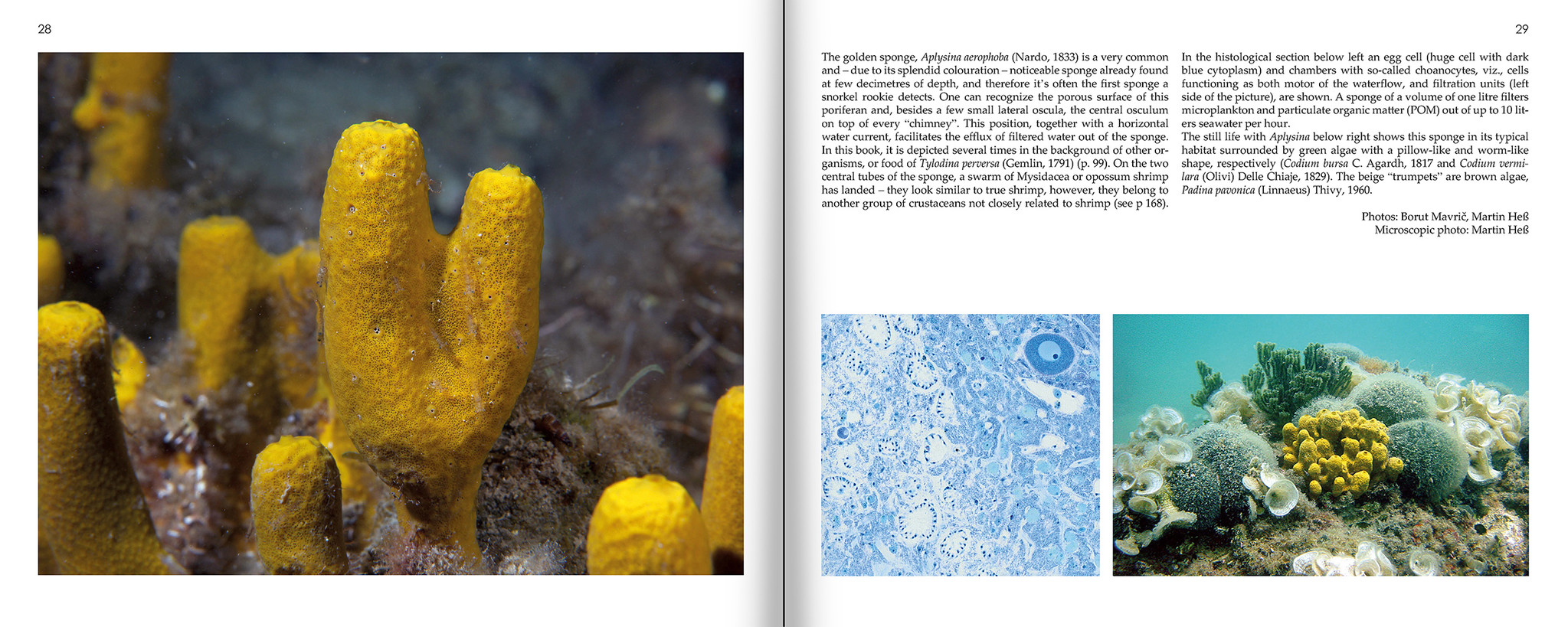 Marine Microworlds - Excursions to the Bottom of the Adriatic Sea