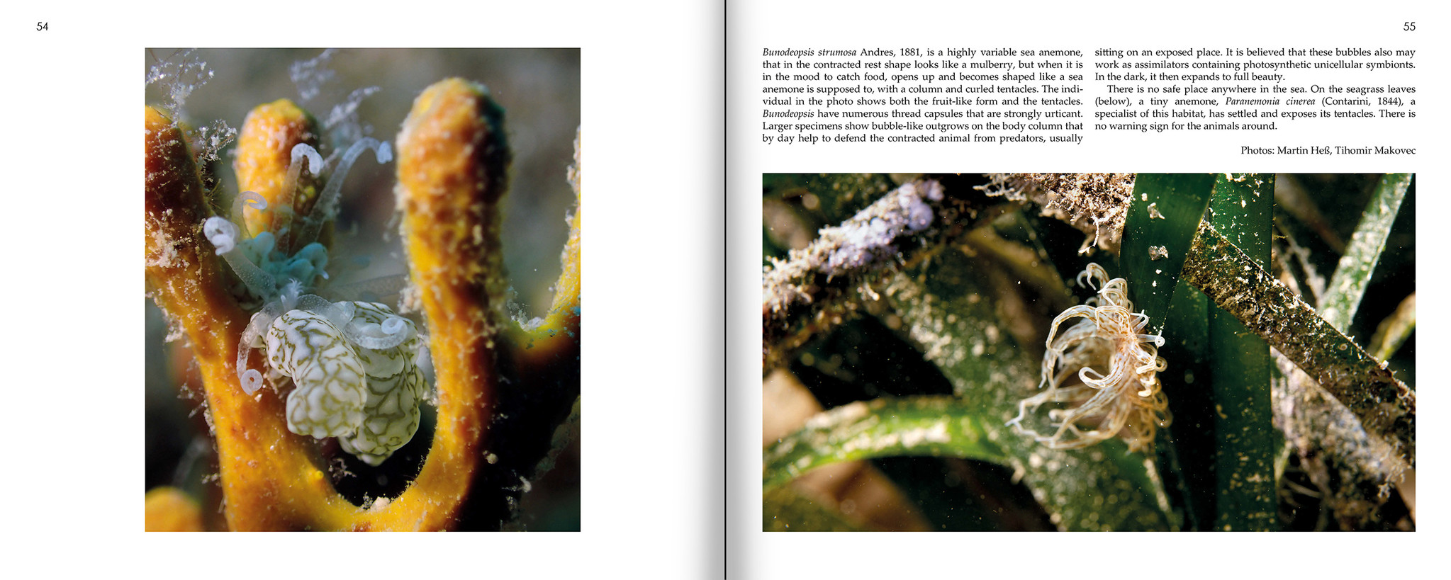 Marine Microworlds - Excursions to the Bottom of the Adriatic Sea