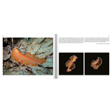 Marine Microworlds - Excursions to the Bottom of the Adriatic Sea