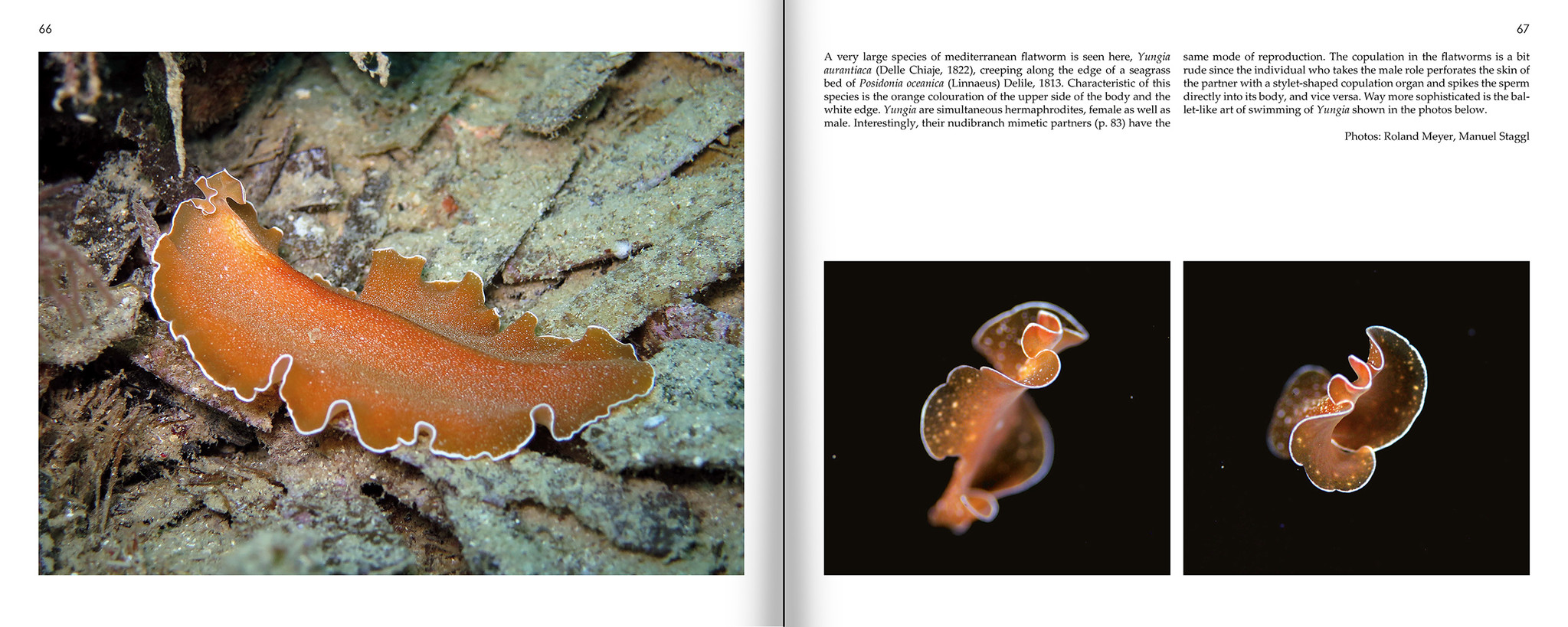 Marine Microworlds - Excursions to the Bottom of the Adriatic Sea