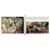 Marine Microworlds - Excursions to the Bottom of the Adriatic Sea