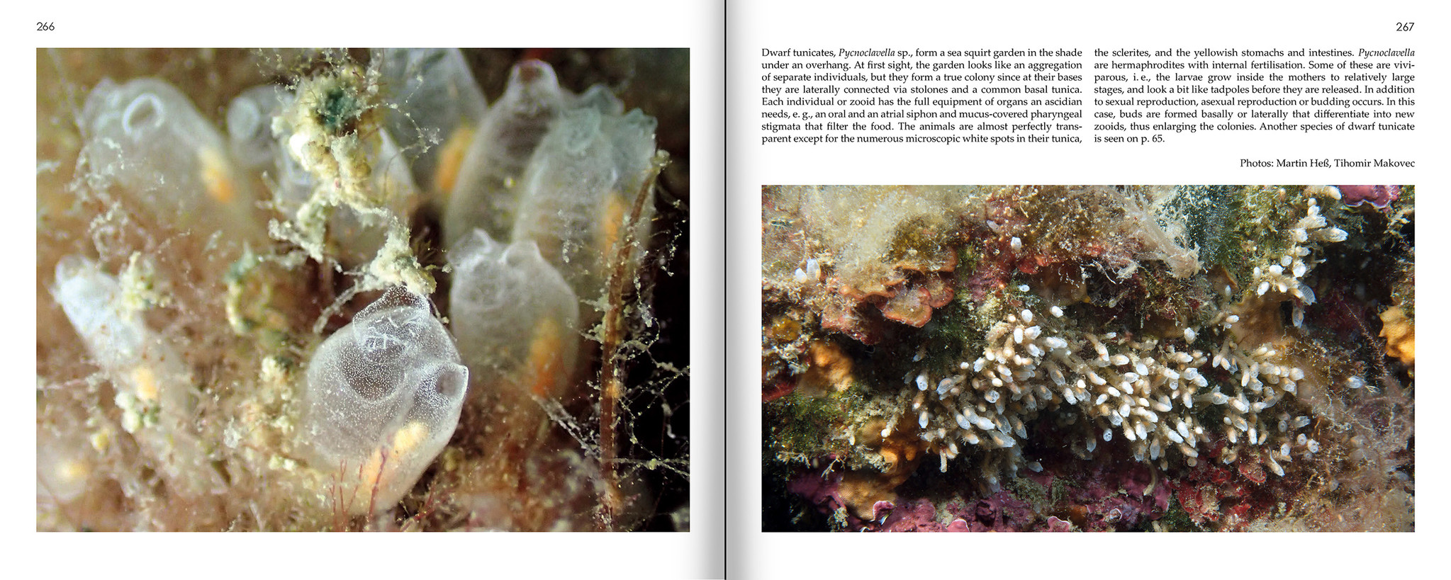 Marine Microworlds - Excursions to the Bottom of the Adriatic Sea