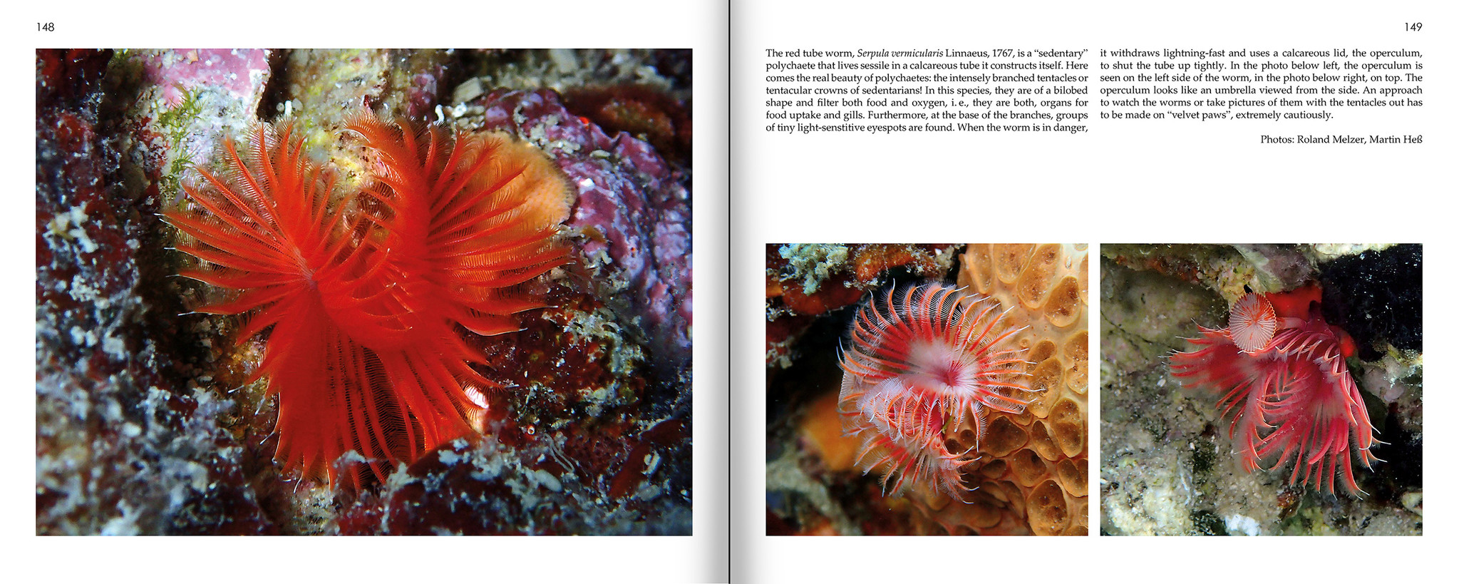 Marine Microworlds - Excursions to the Bottom of the Adriatic Sea