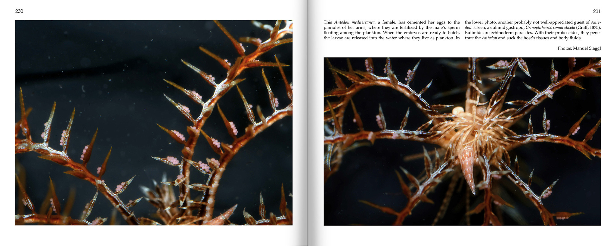 Marine Microworlds - Excursions to the Bottom of the Adriatic Sea