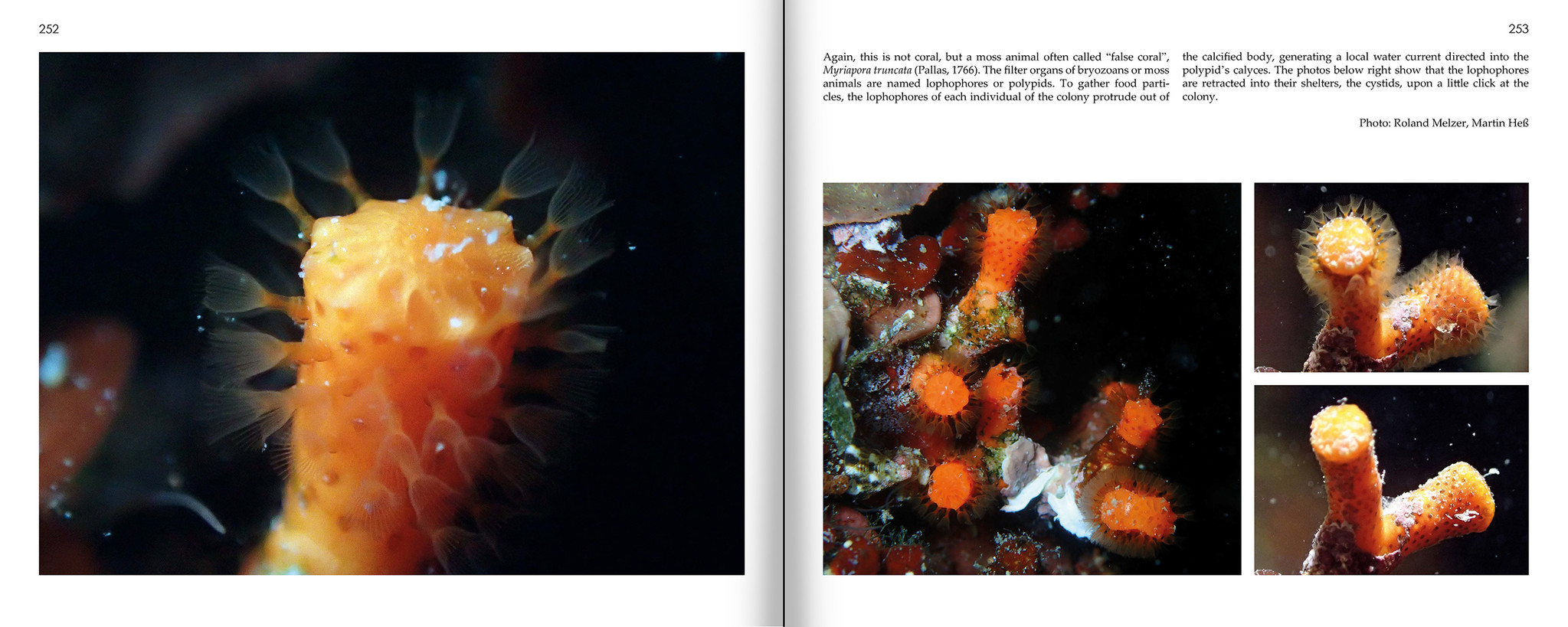 Marine Microworlds - Excursions to the Bottom of the Adriatic Sea