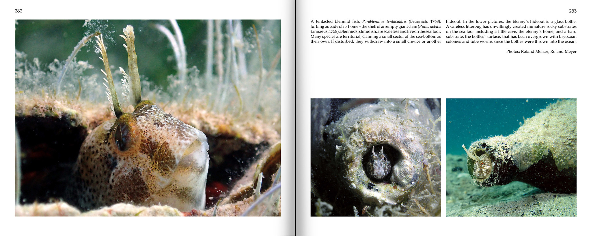 Marine Microworlds - Excursions to the Bottom of the Adriatic Sea