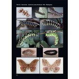 Saturniidae of the World - Pfauenspinner der Welt