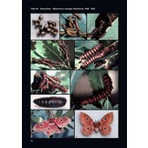 Saturniidae of the World - Pfauenspinner der Welt