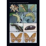 Saturniidae of the World - Pfauenspinner der Welt