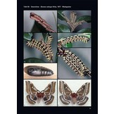 Saturniidae of the World - Pfauenspinner der Welt